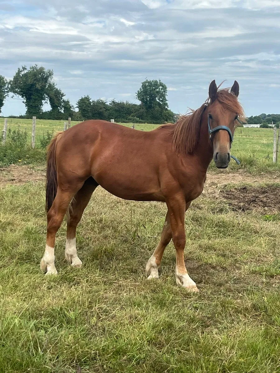 17 month old Colt - Image 1