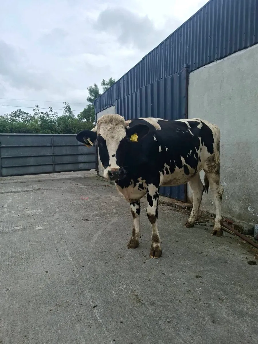 Heifers - Image 1