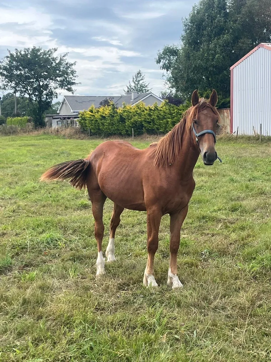 17 month old Colt - Image 3