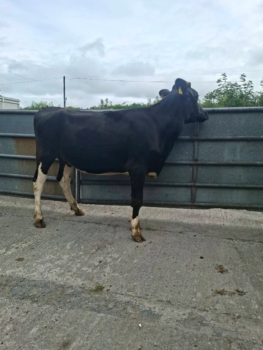 Heifers - Image 4
