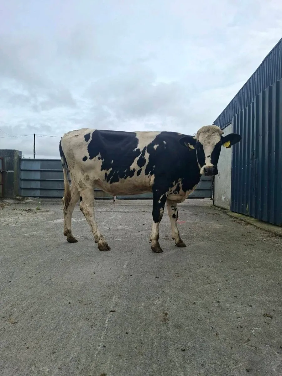 Heifers - Image 2