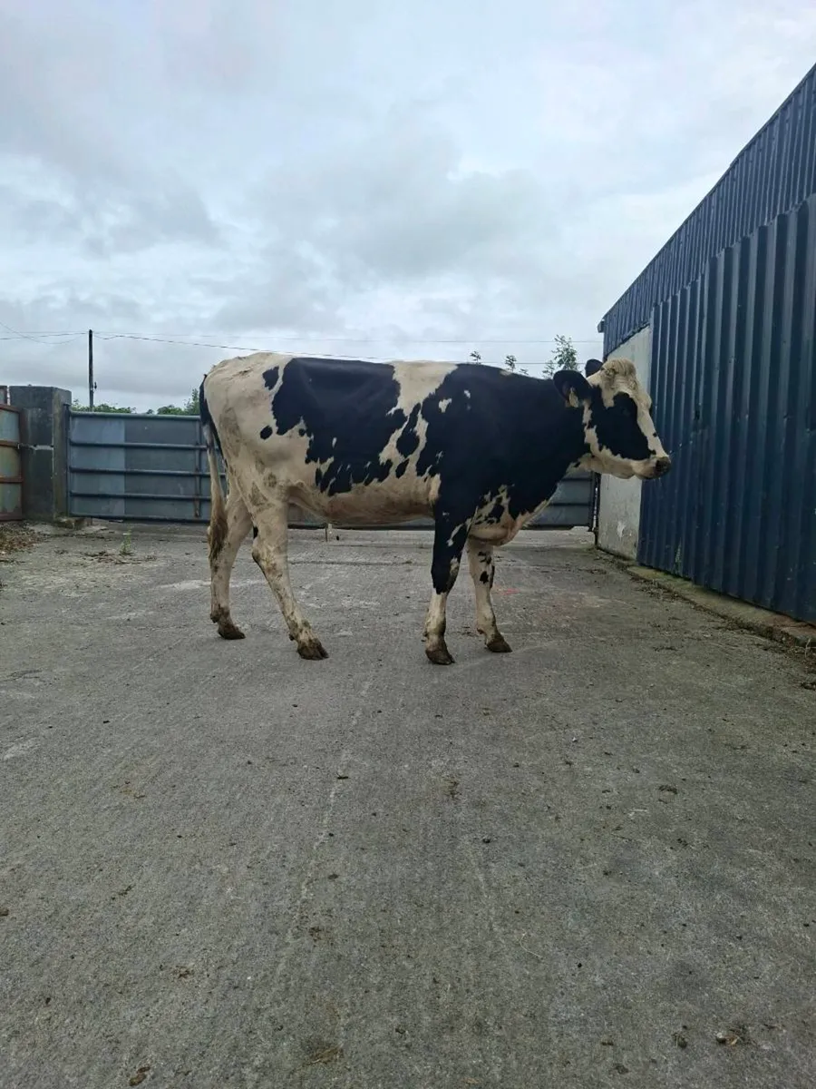 Heifers - Image 3