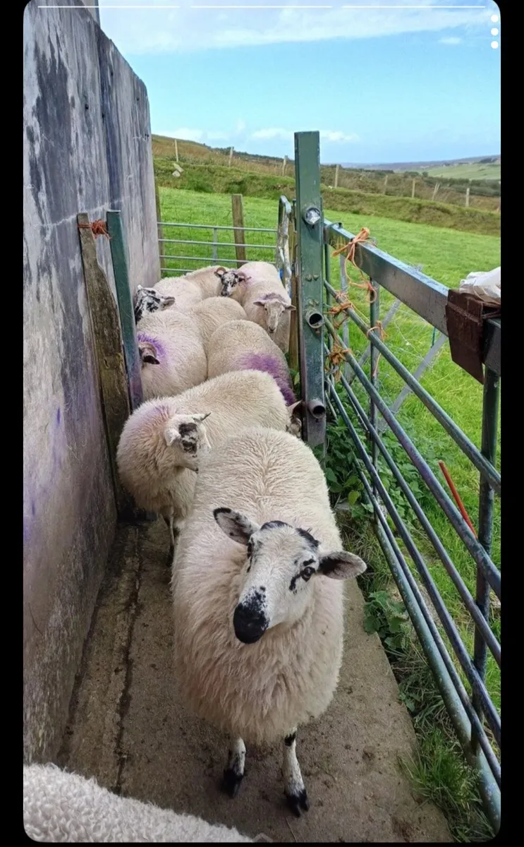 10 Ewe Lambs for sale