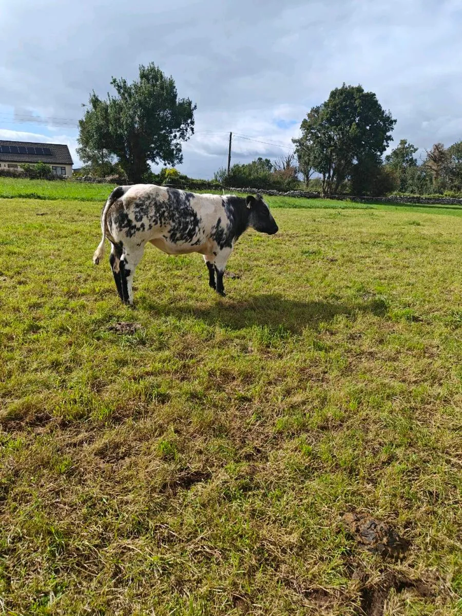 Heifers - Image 2