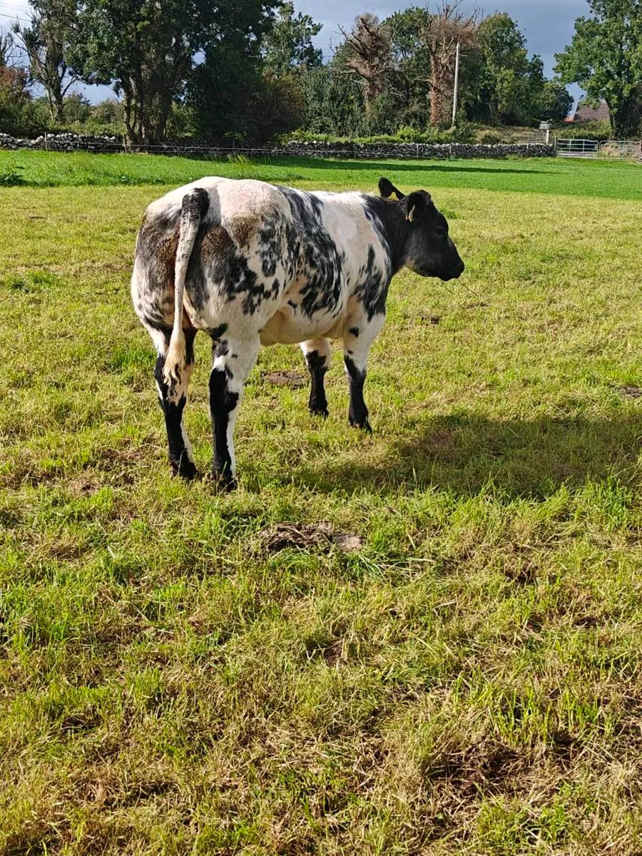 Heifers - Image 3