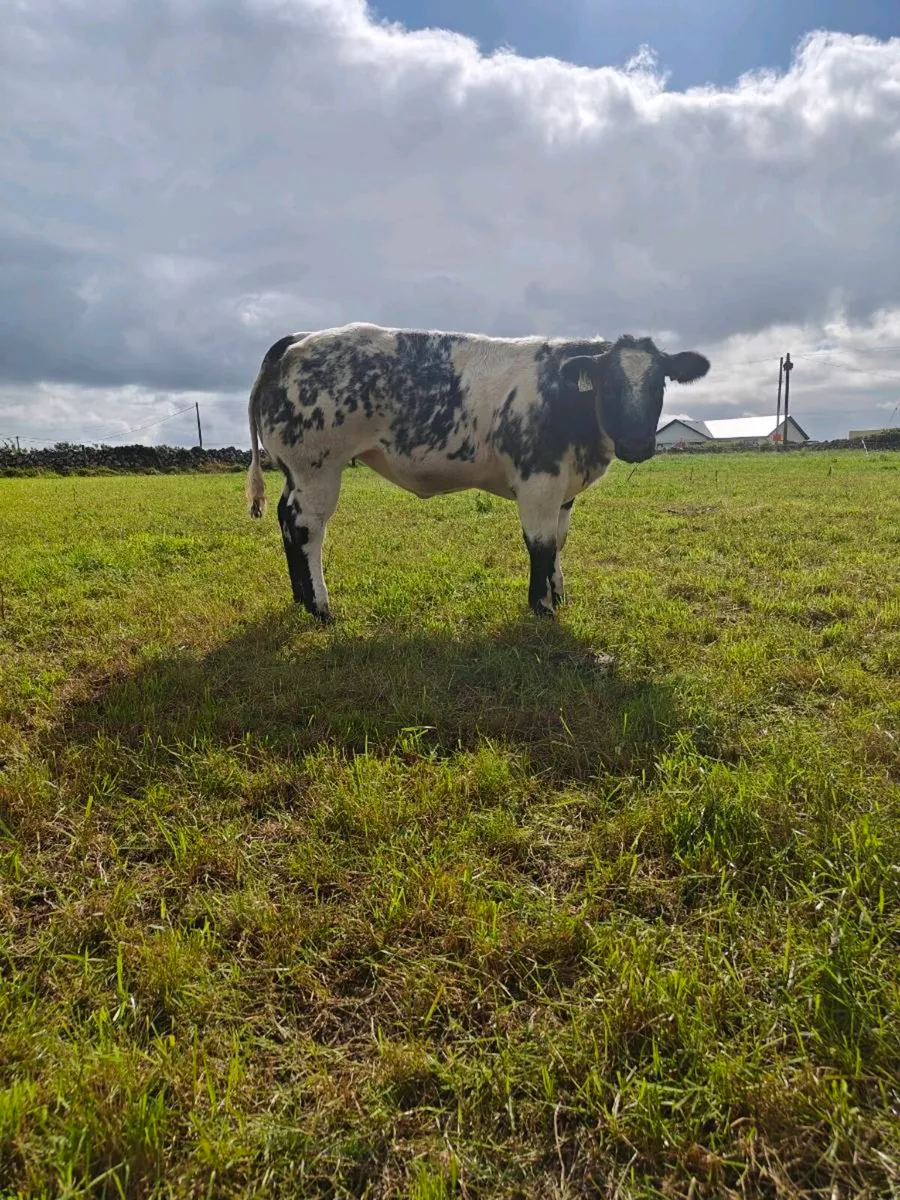 Heifers - Image 4