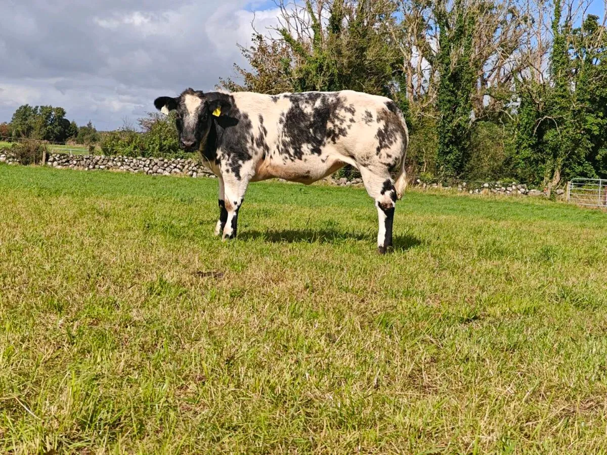 Heifers - Image 1