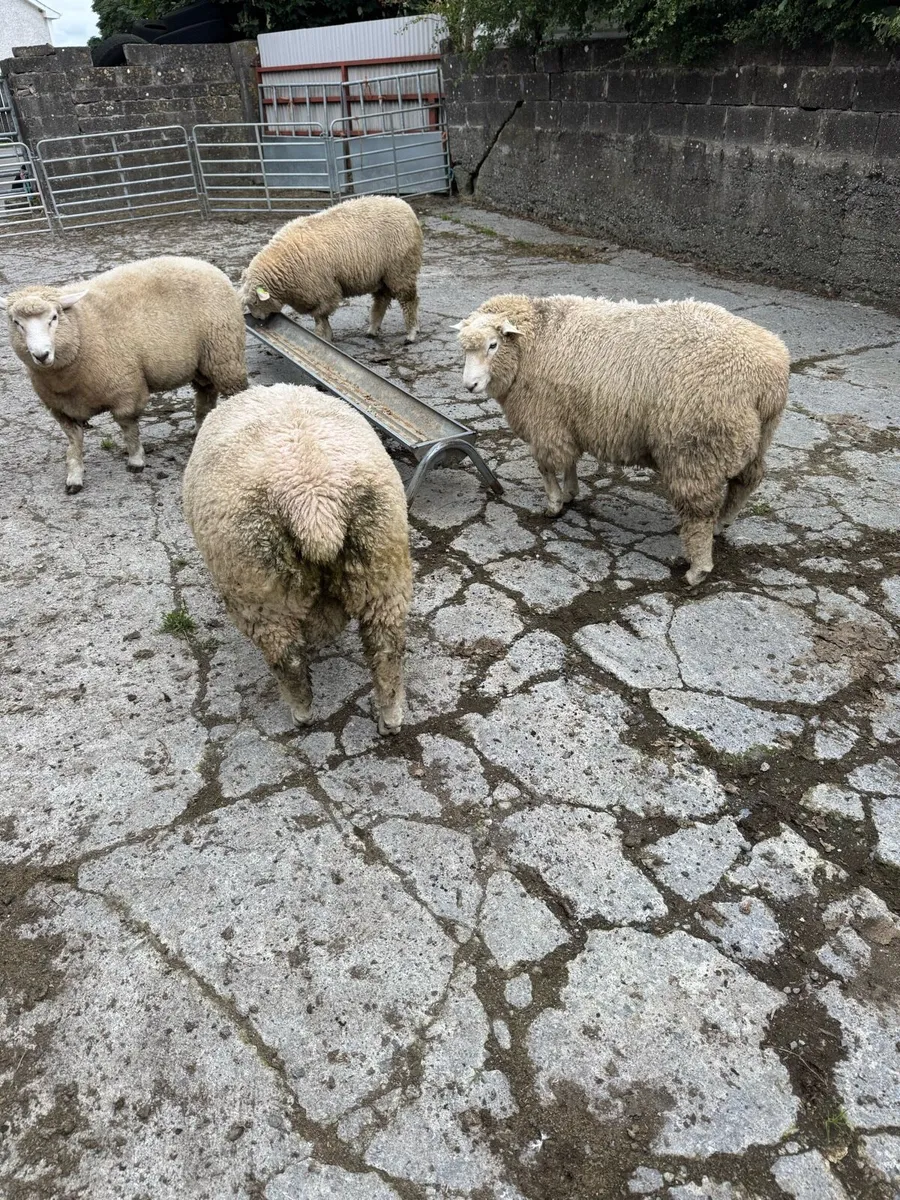 Pedigree Galway ram lambs - Image 3