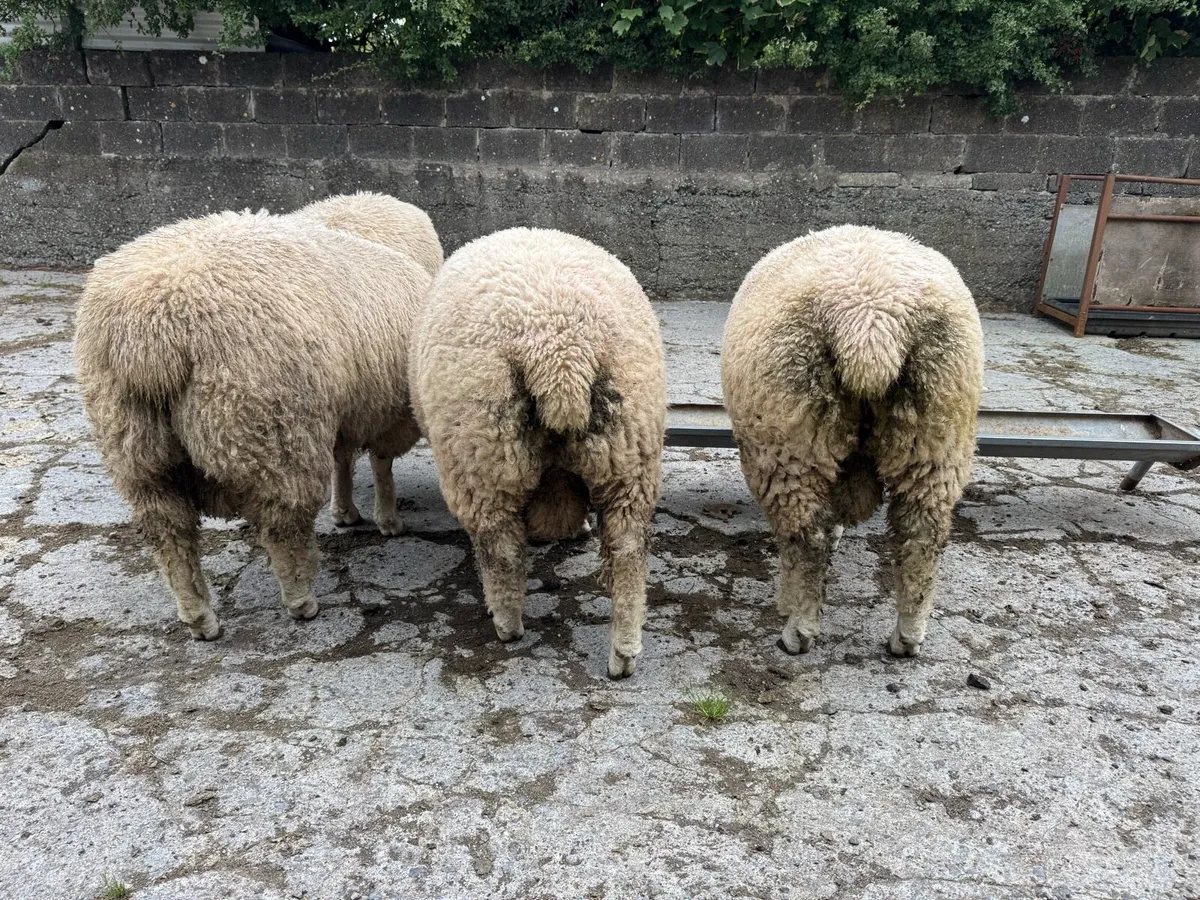 Pedigree Galway ram lambs - Image 4