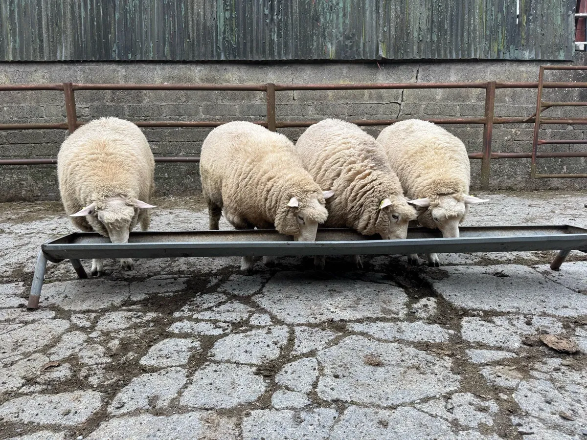 Pedigree Galway ram lambs - Image 2