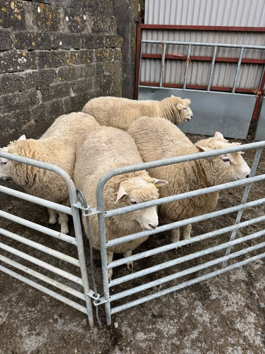 Pedigree Galway ram lambs - Image 1