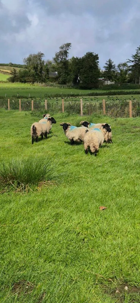 5 westie hoggets - Image 1