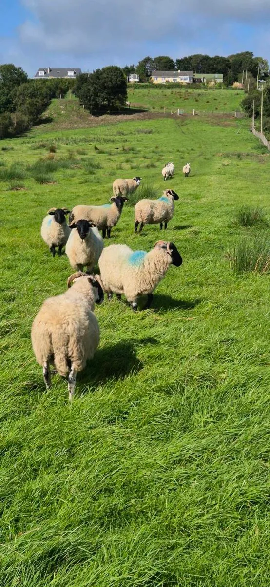 5 westie hoggets - Image 2
