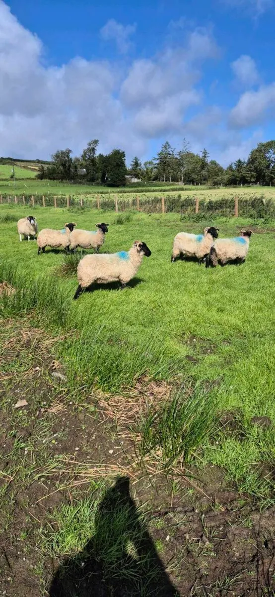 5 westie hoggets - Image 3