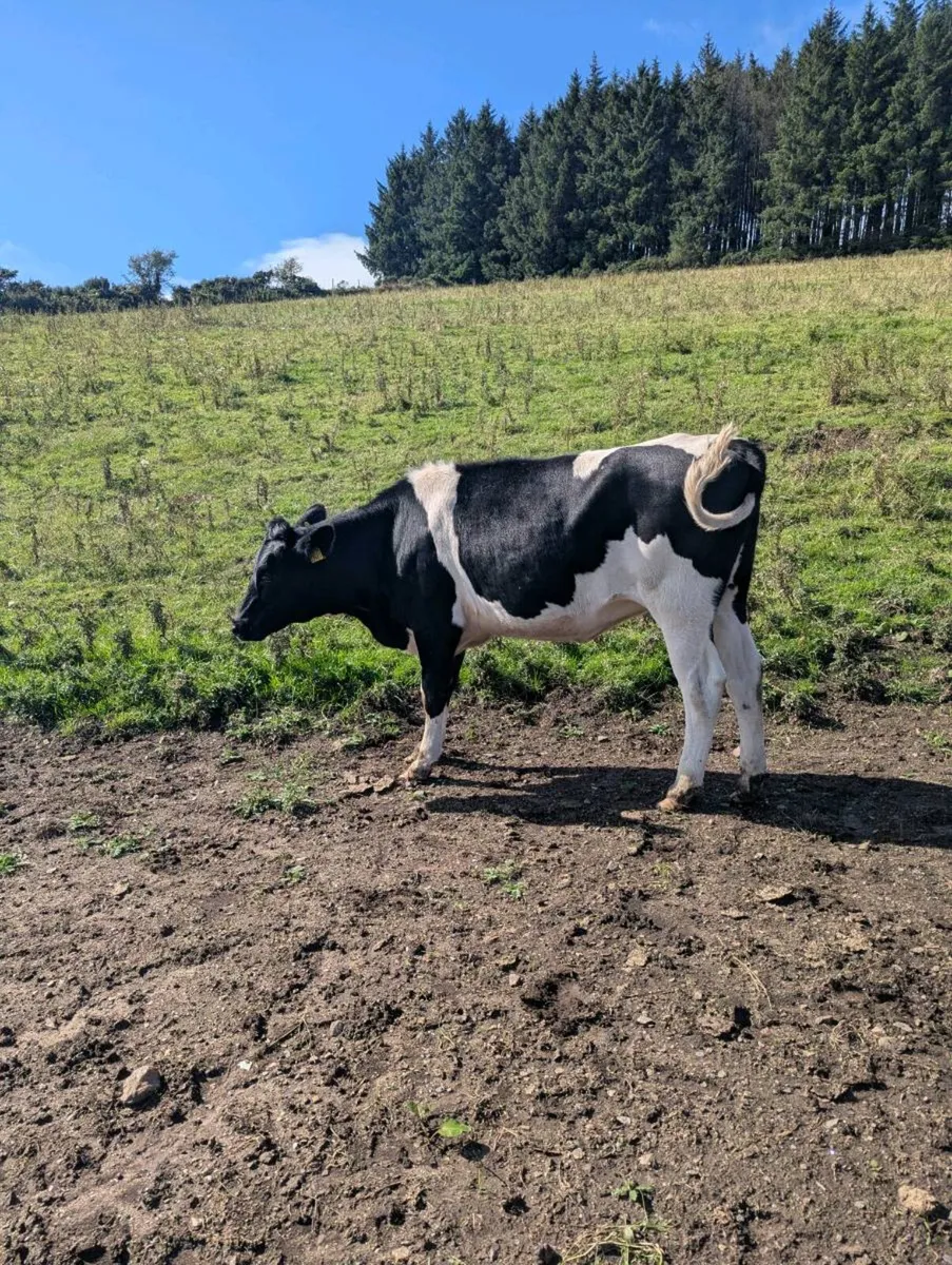 3 Friesian maiden heifers - Image 3