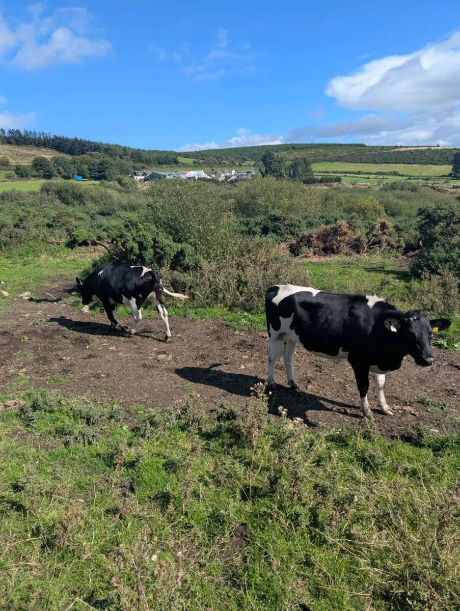 3 Friesian maiden heifers - Image 4