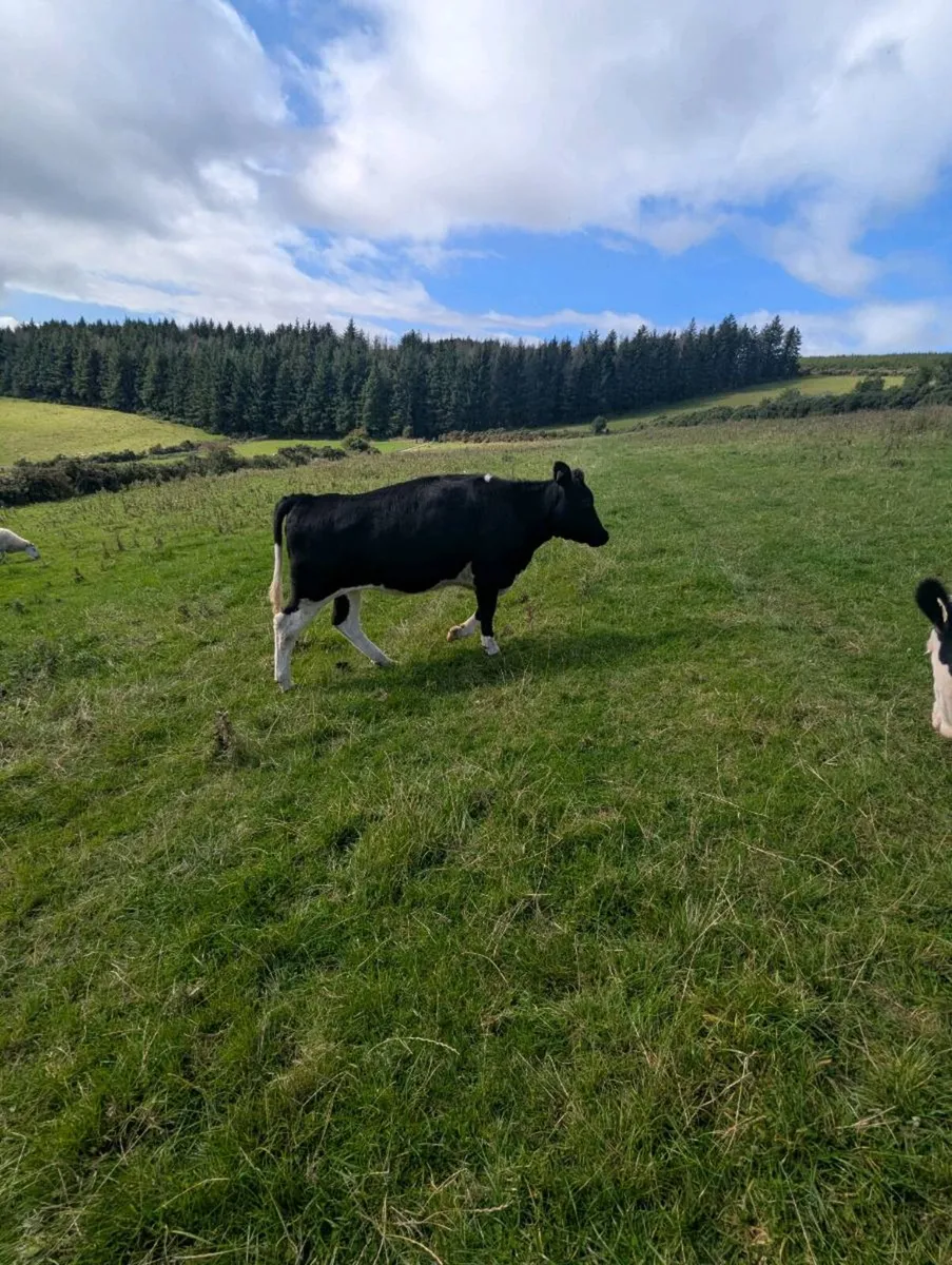 3 Friesian maiden heifers - Image 1