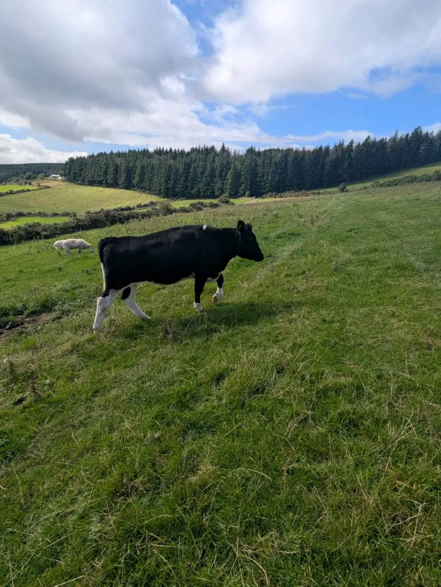 3 Friesian maiden heifers - Image 2