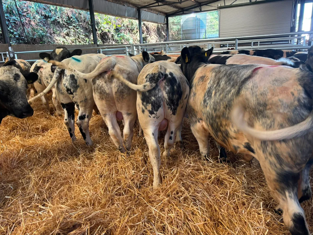 19 Super Belgian blue weanlings bulls for sale - Image 4