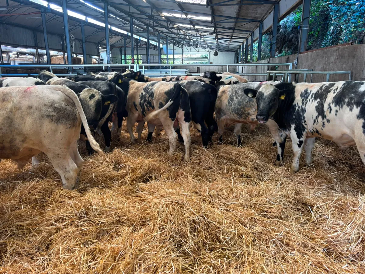19 Super Belgian blue weanlings bulls for sale - Image 1