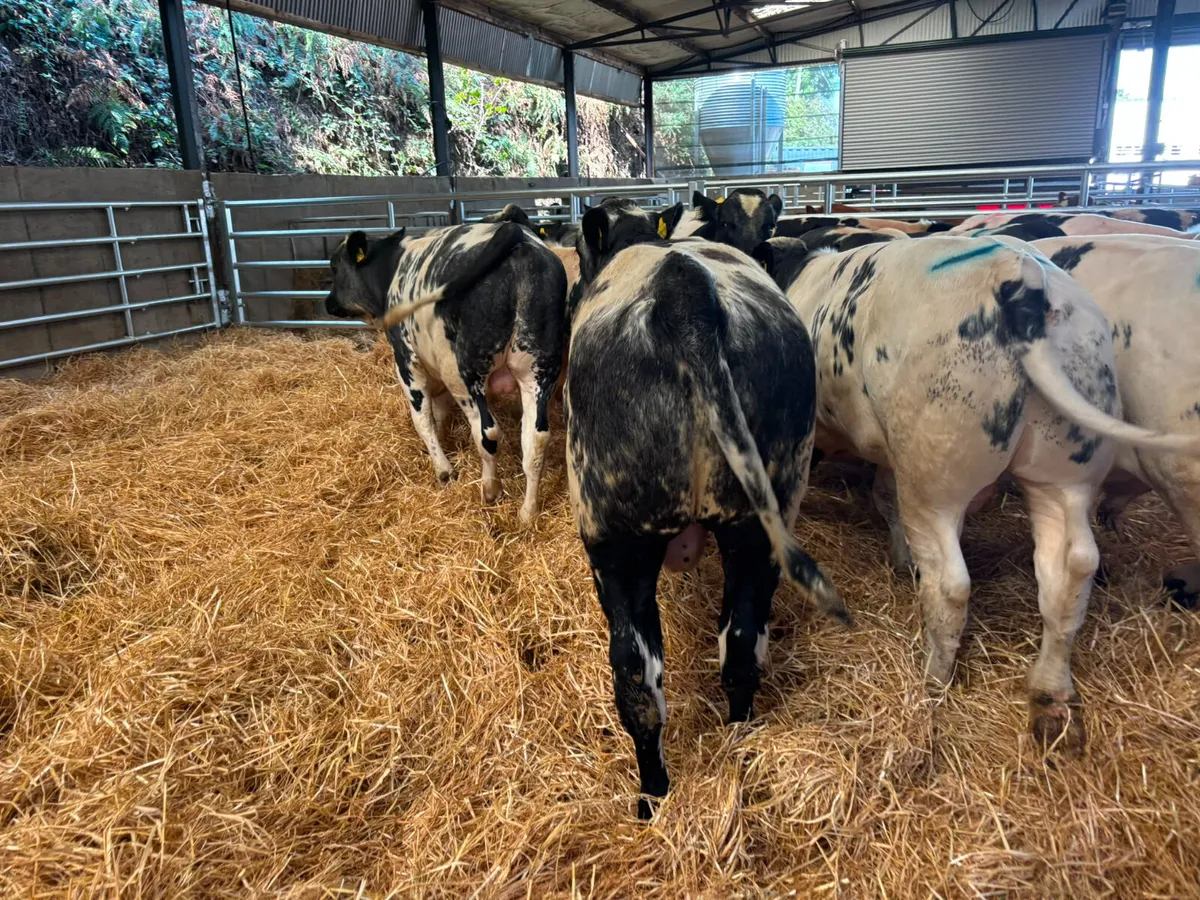 19 Super Belgian blue weanlings bulls for sale - Image 3