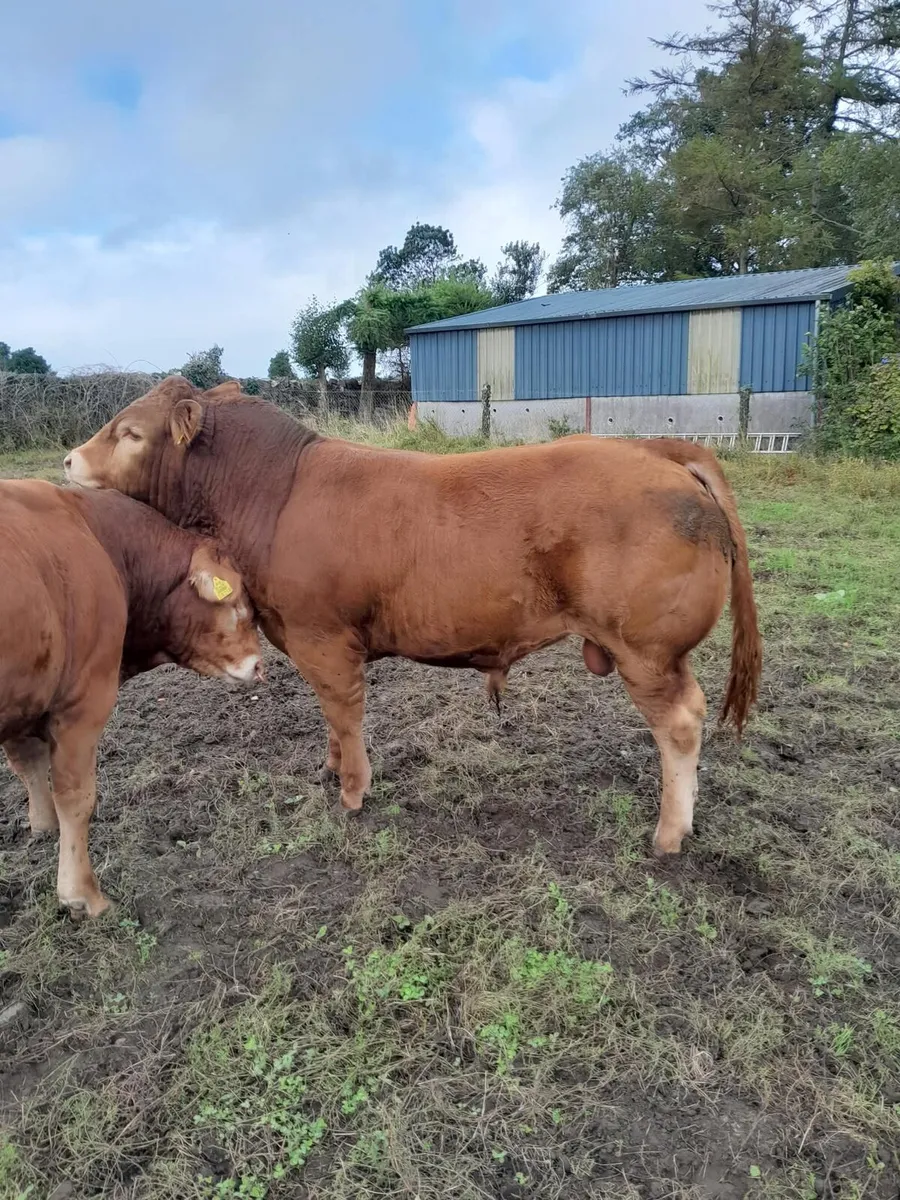 Limousin Bull for sale - Image 3