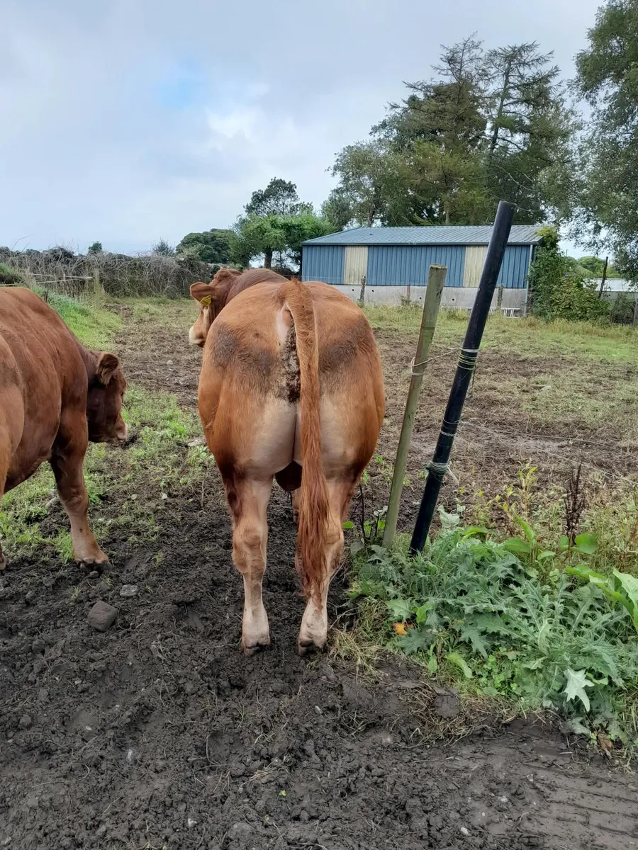 Limousin Bull for sale - Image 4