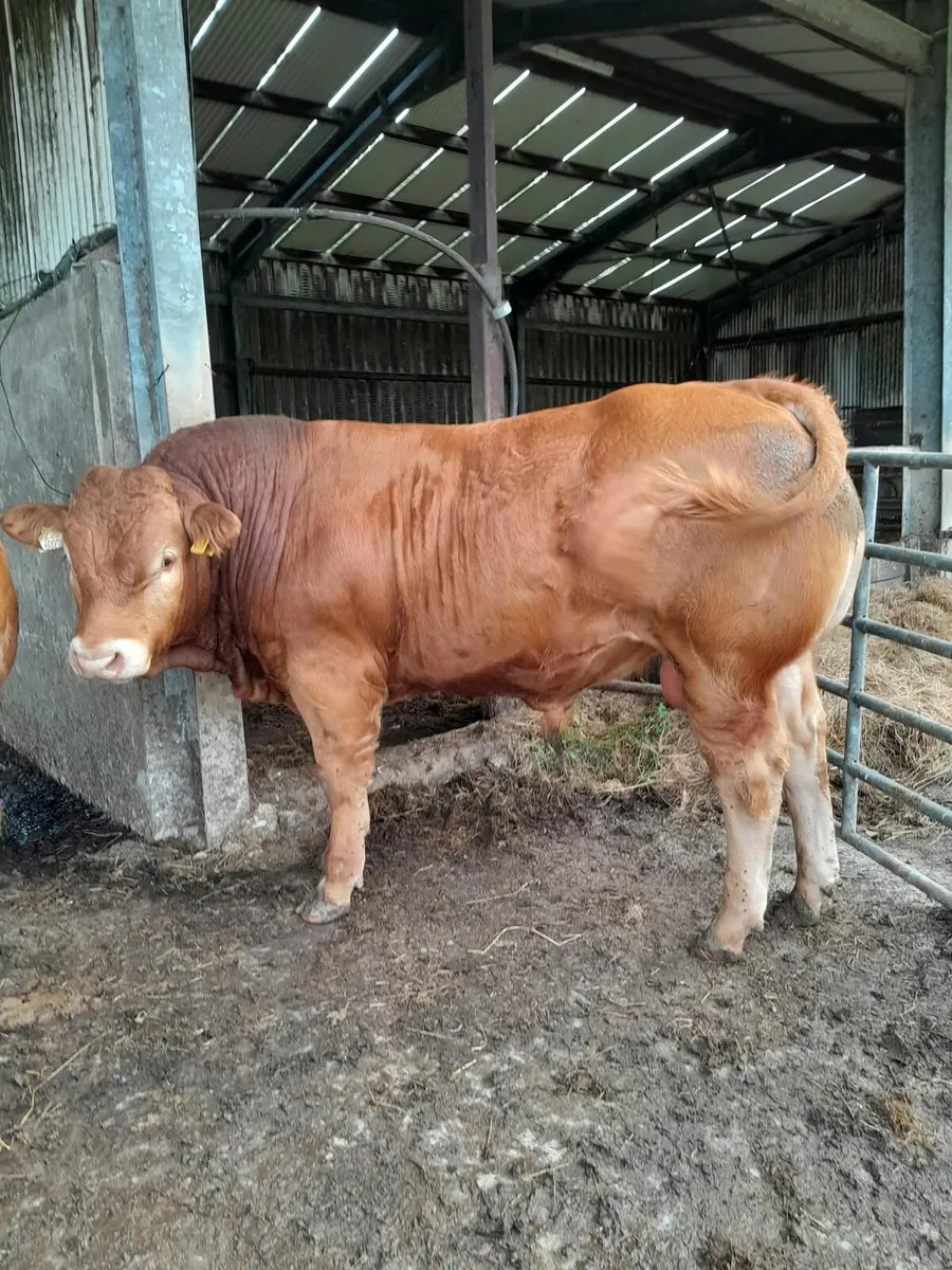 Limousin Bull for sale - Image 1