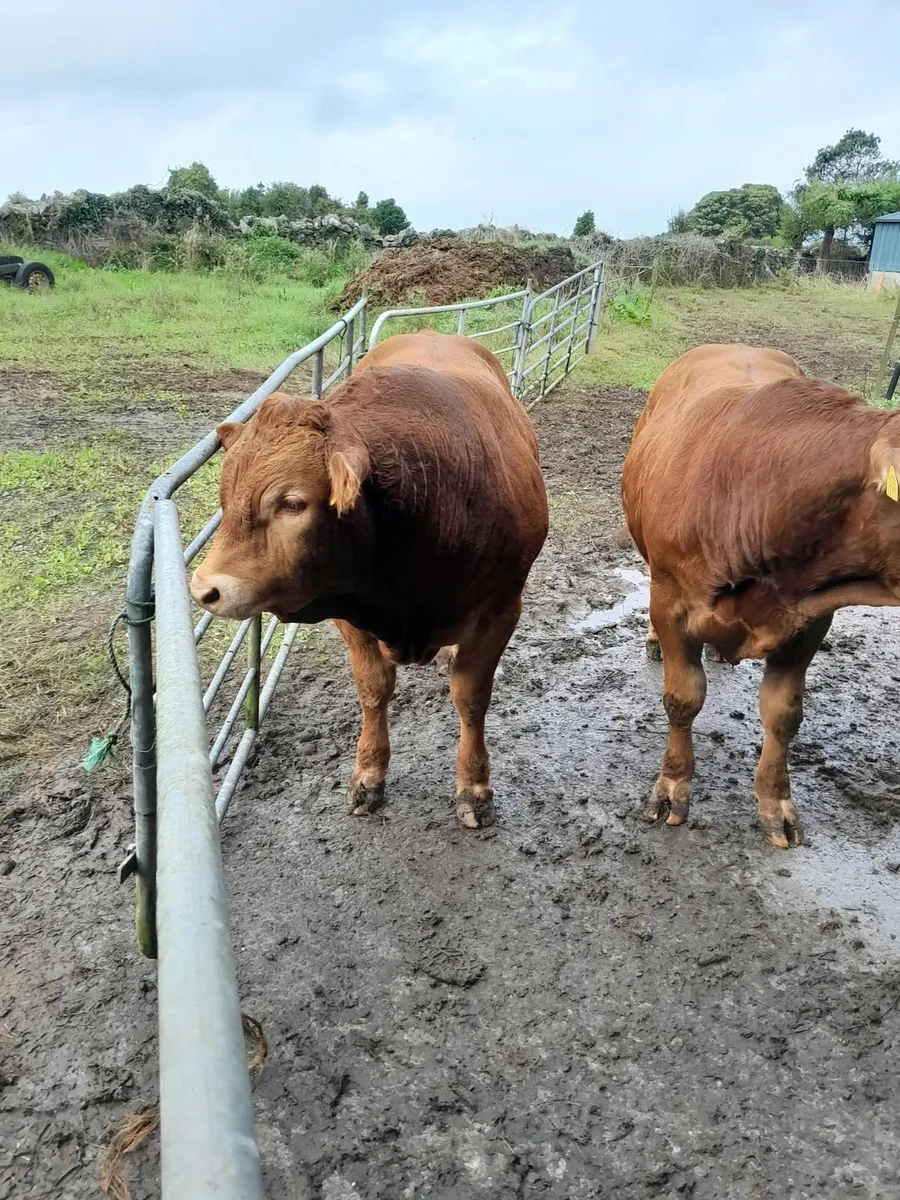 Limousin Bull for sale - Image 2