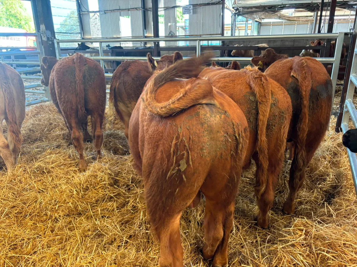 6 Smashing Red Limousine bull weanling for sale - Image 1