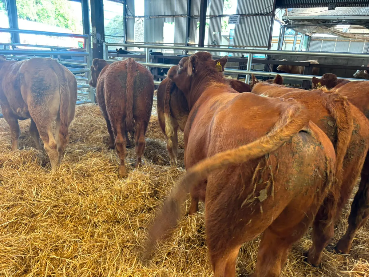 6 Smashing Red Limousine bull weanling for sale - Image 3