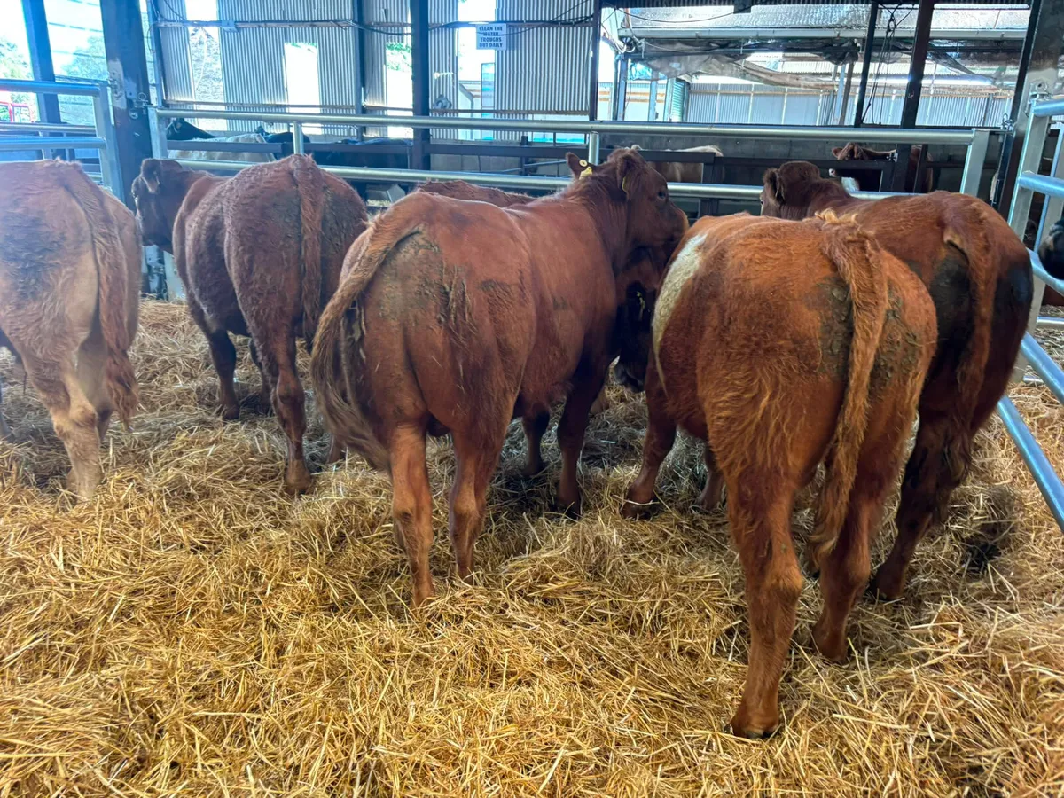 6 Smashing Red Limousine bull weanling for sale - Image 2