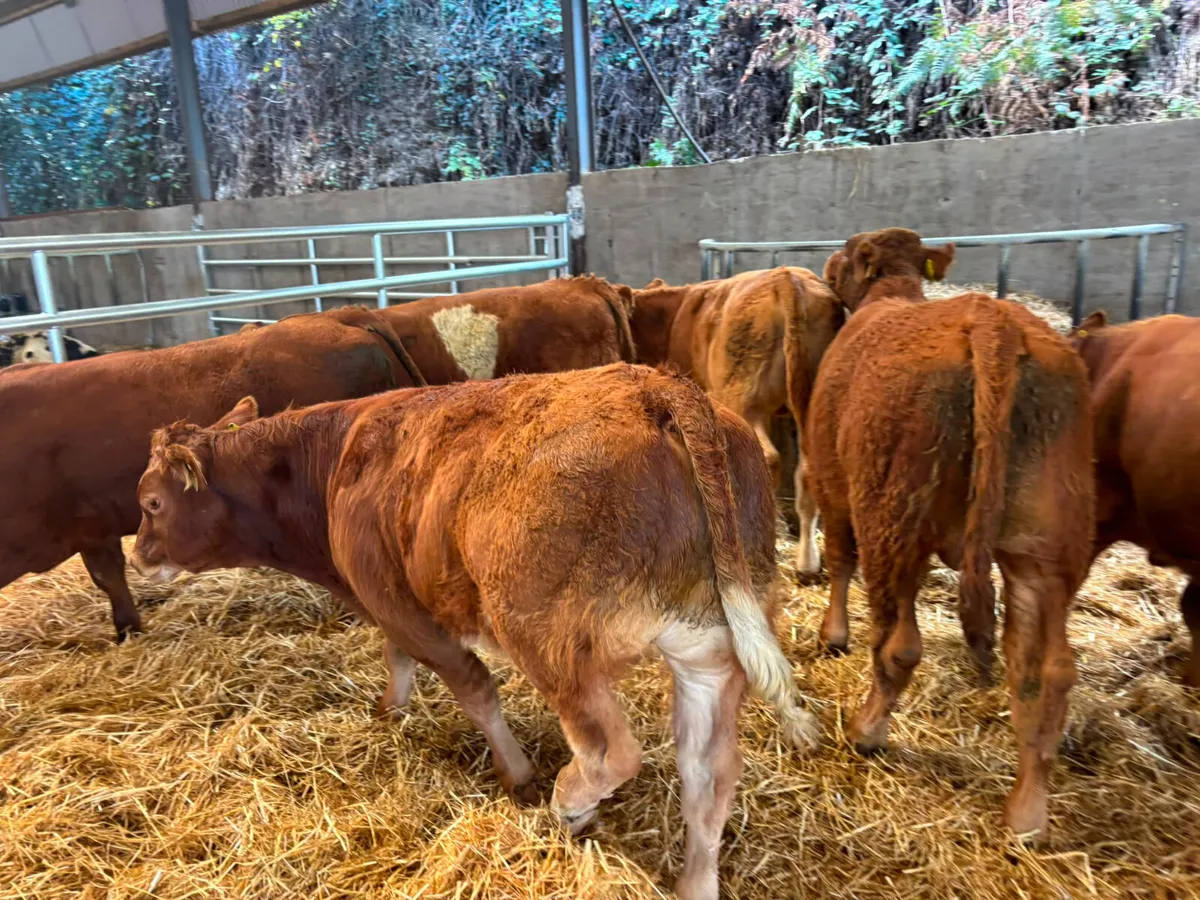 6 Smashing Red Limousine bull weanling for sale - Image 4