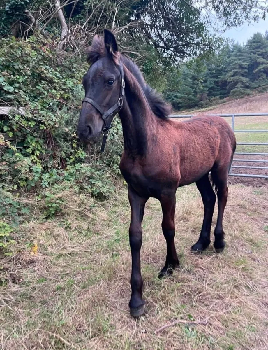 Friesian colt foal - Image 2