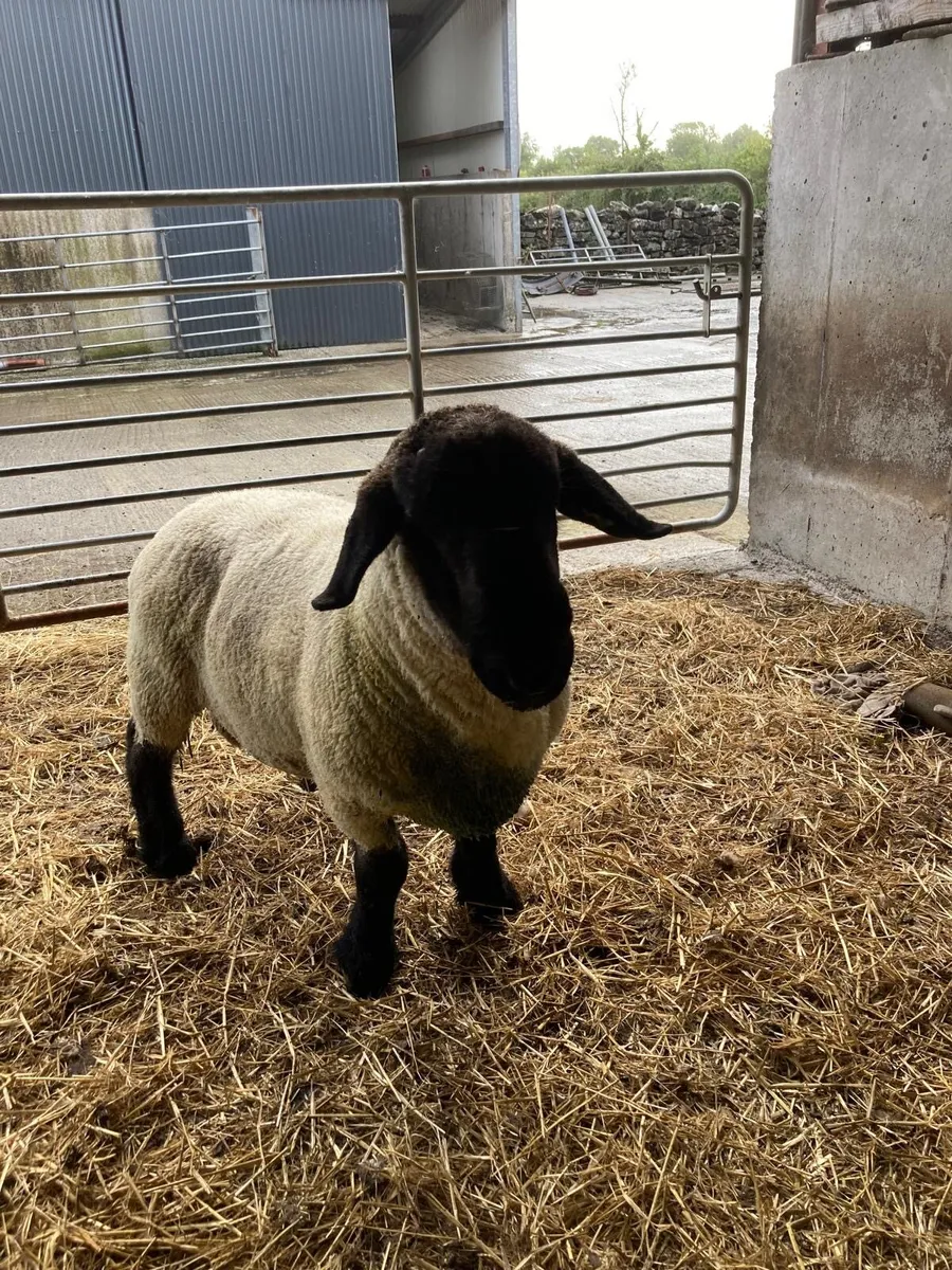 2 YR OLD STOCK RAM - Image 1