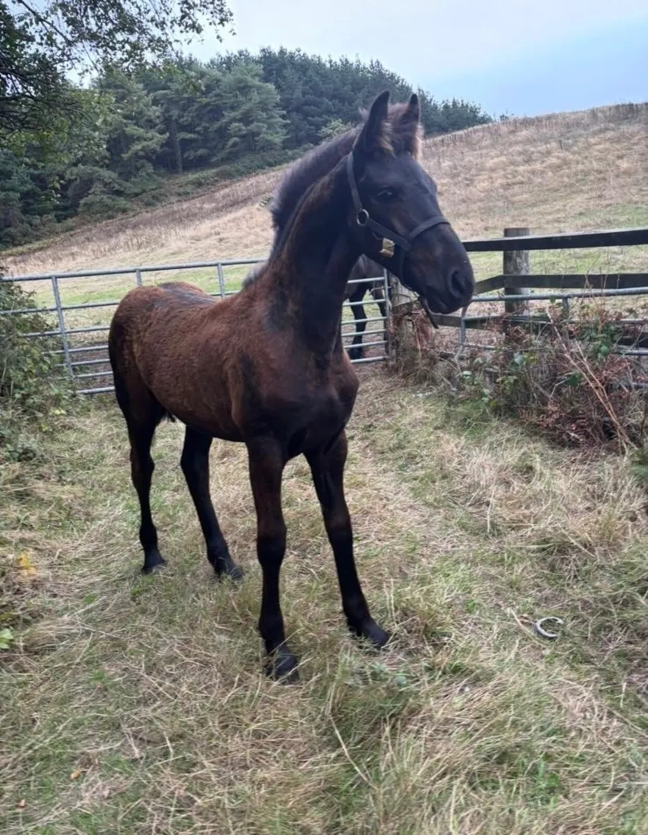 Friesian colt foal - Image 1
