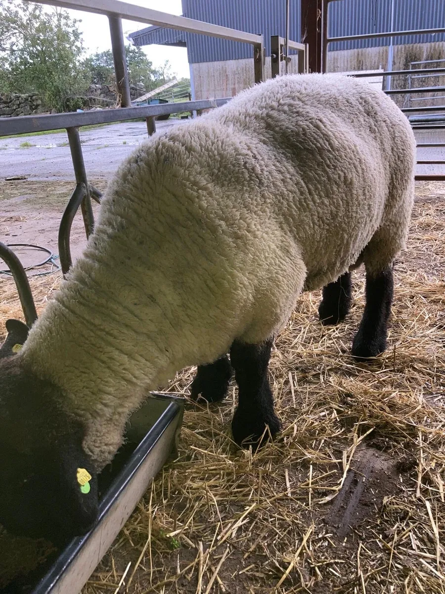 2 YR OLD STOCK RAM - Image 3