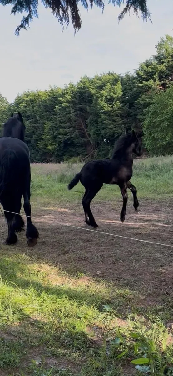 Friesian colt foal - Image 4