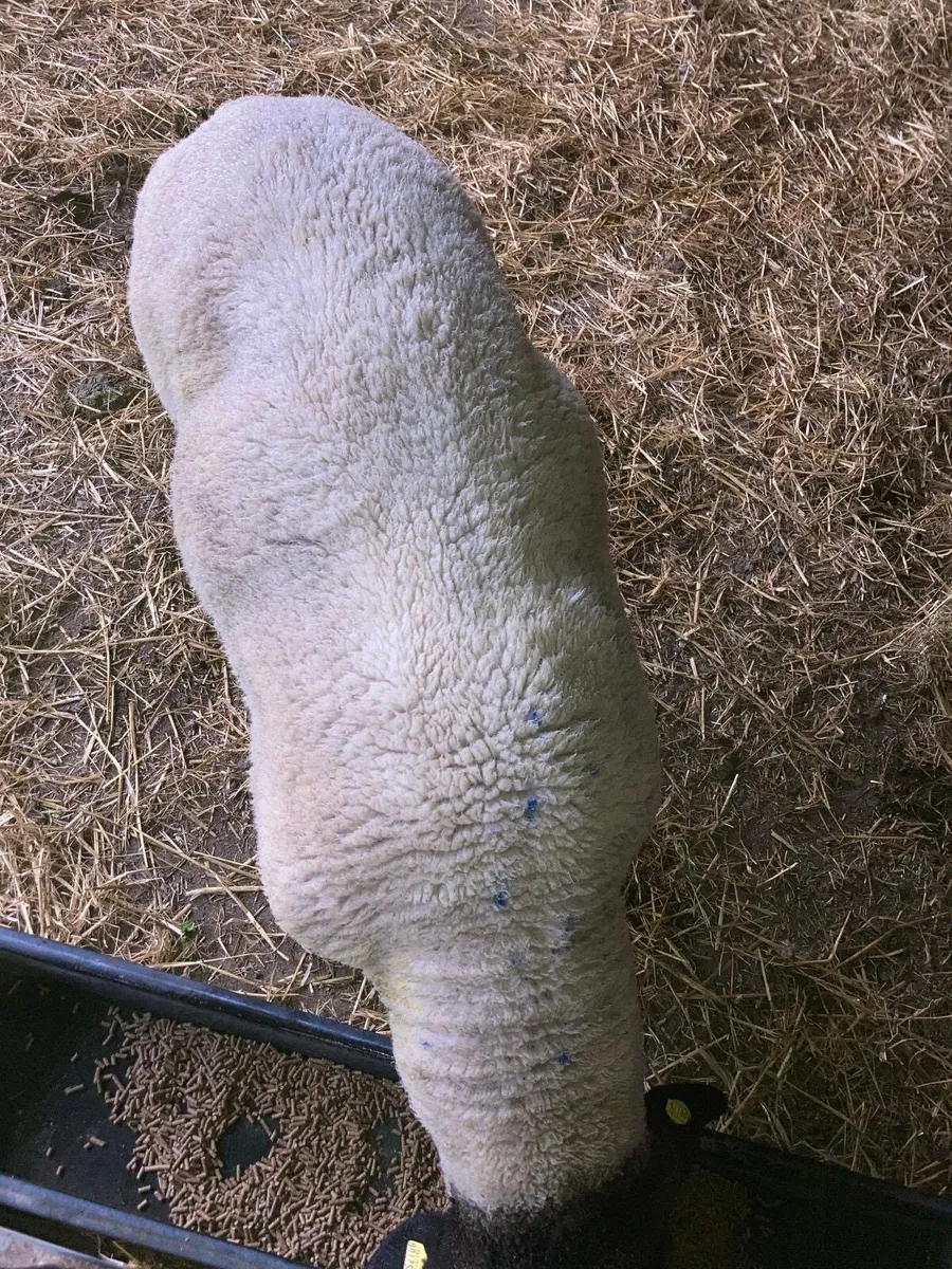 2 YR OLD STOCK RAM - Image 2