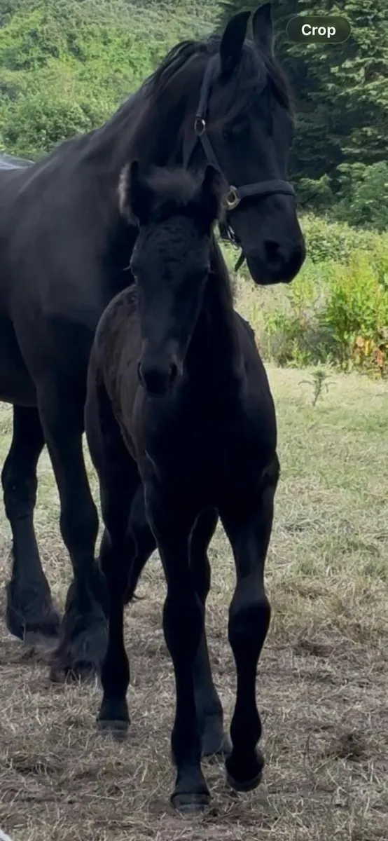 Friesian colt foal - Image 3