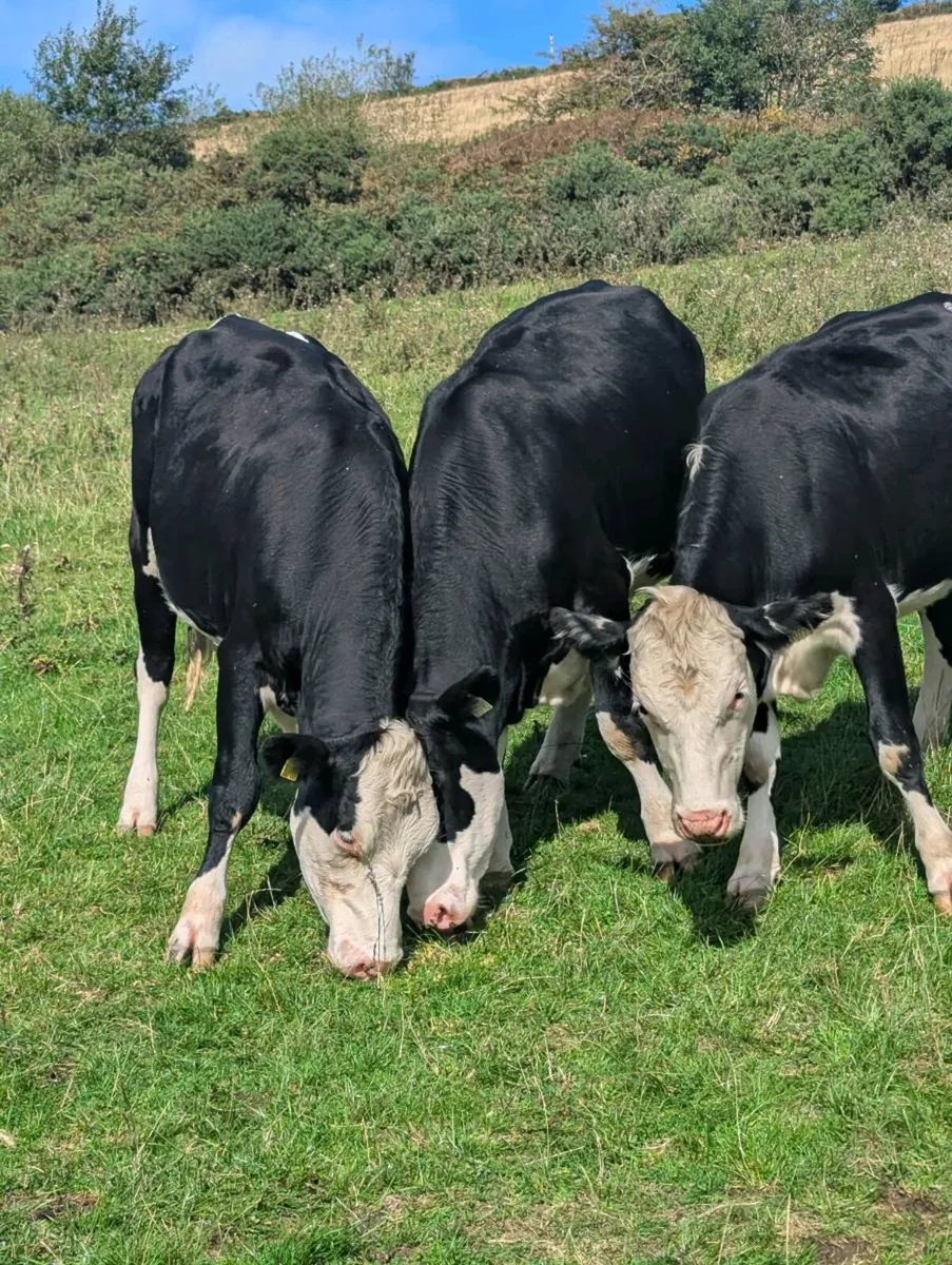 Hereford heifers - Image 1