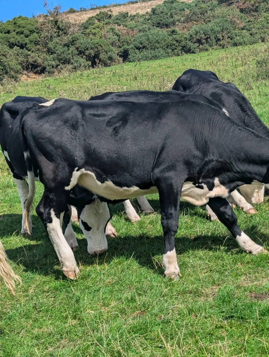 Hereford heifers - Image 2