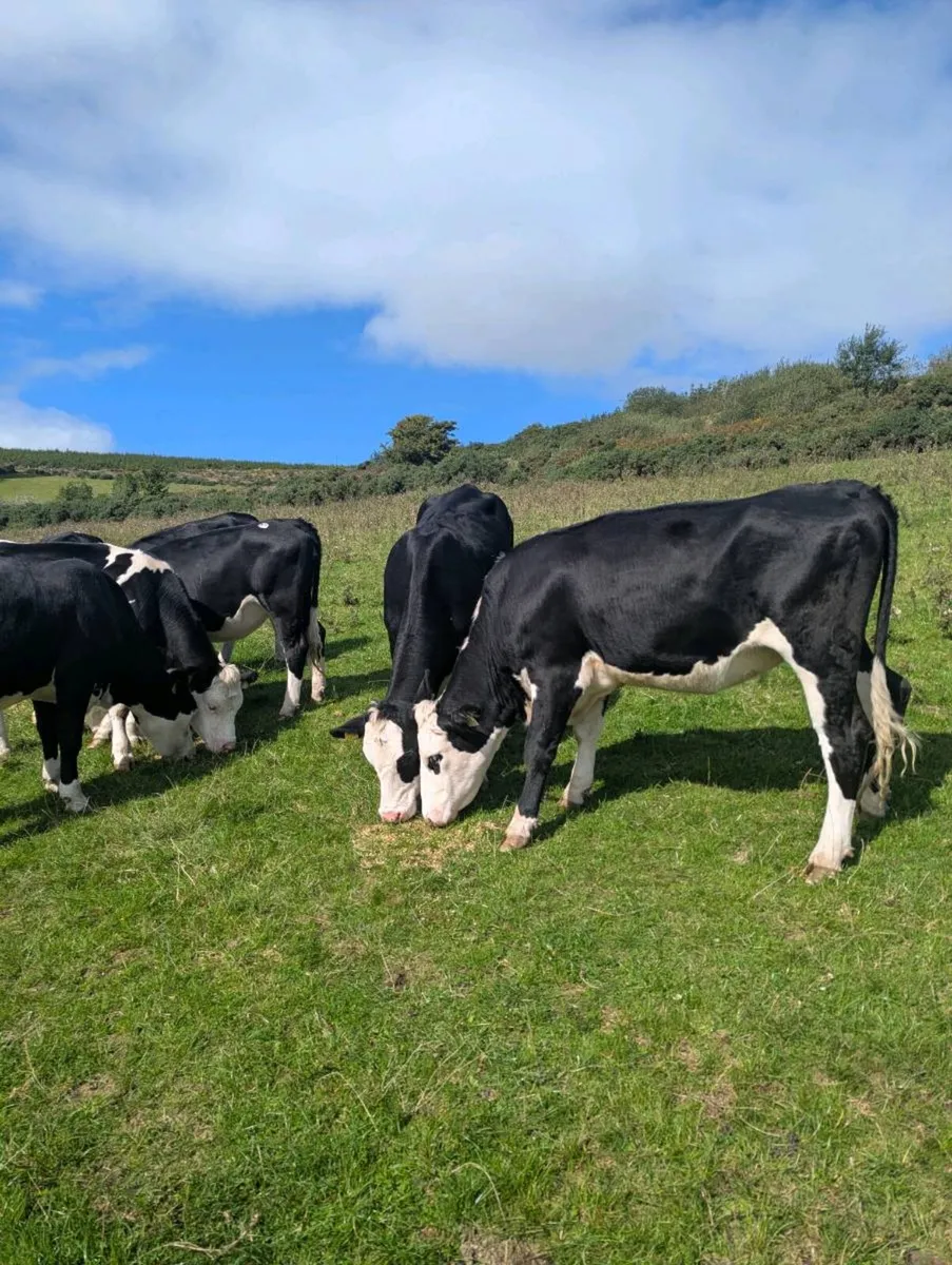 Hereford heifers - Image 3