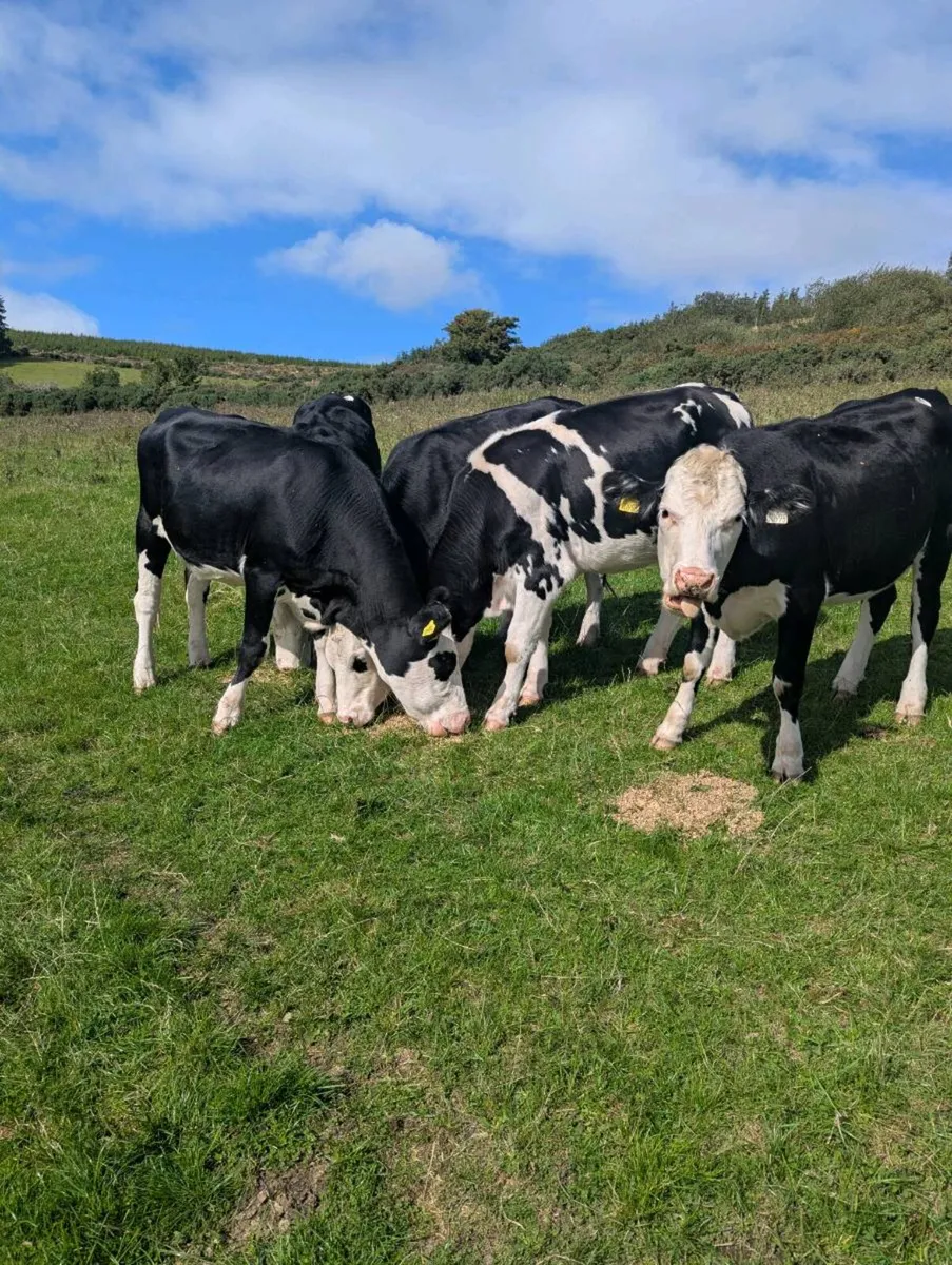 Hereford heifers - Image 4