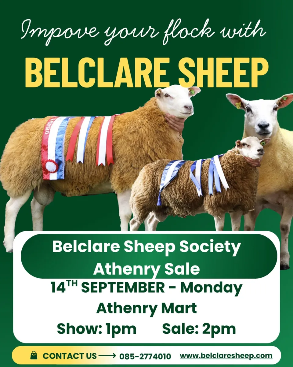 Belclare Ram Sheep Sale