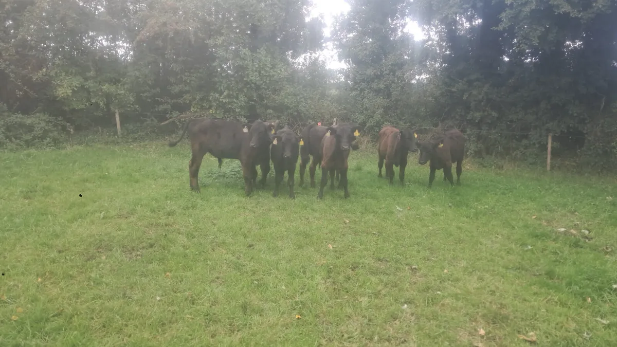 Angus bull weanlings - Image 4