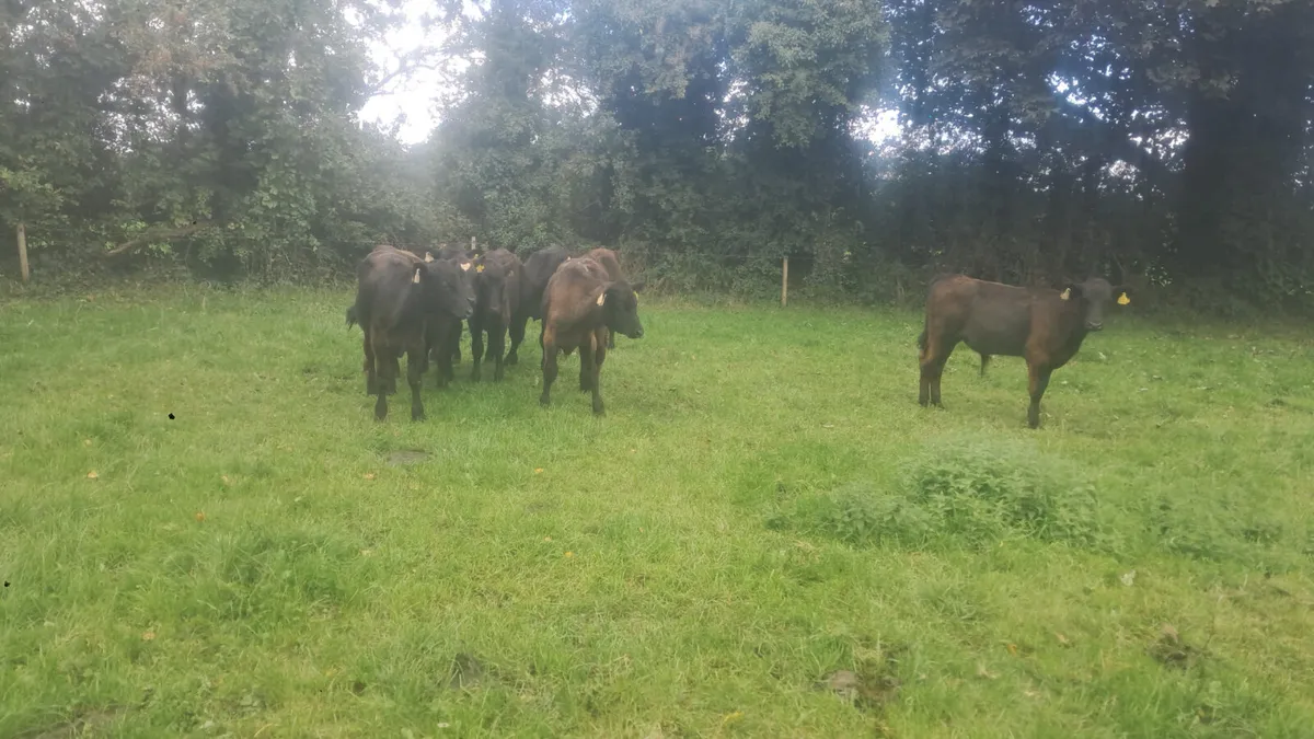 Angus bull weanlings - Image 2