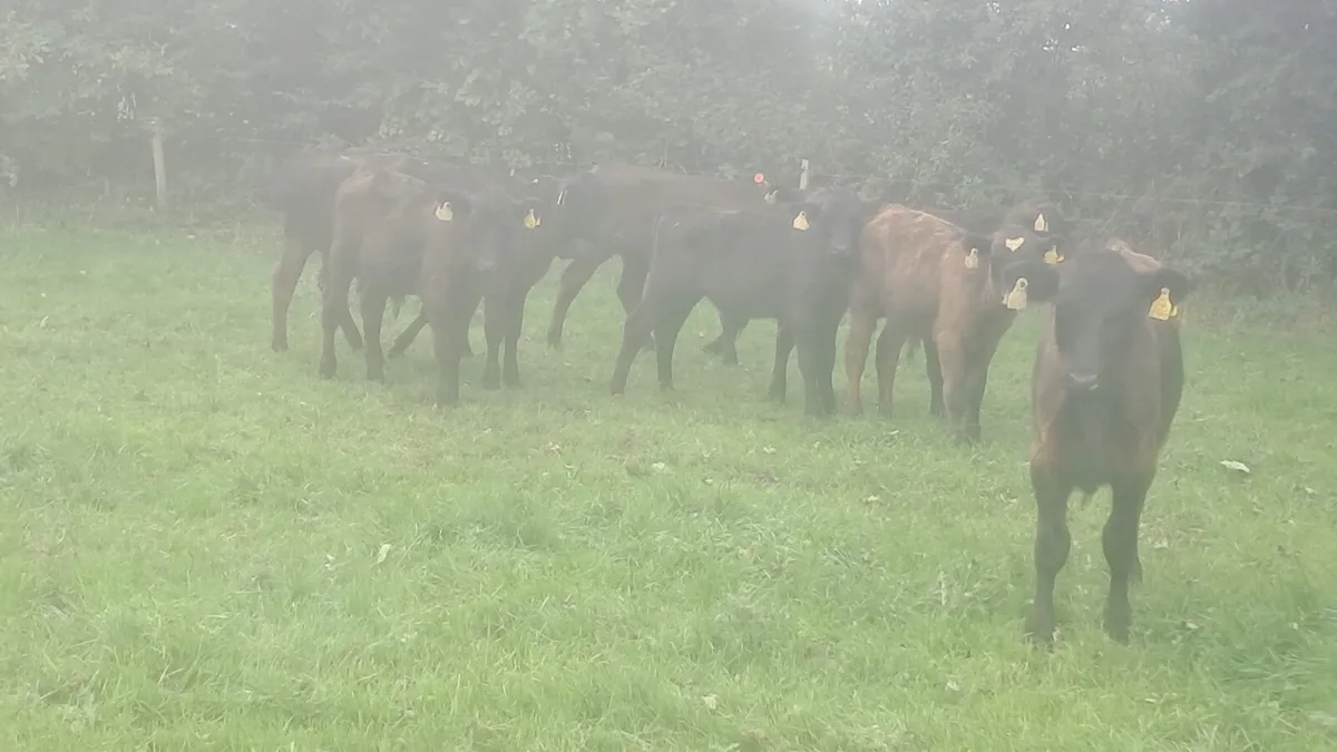 Angus bull weanlings - Image 3