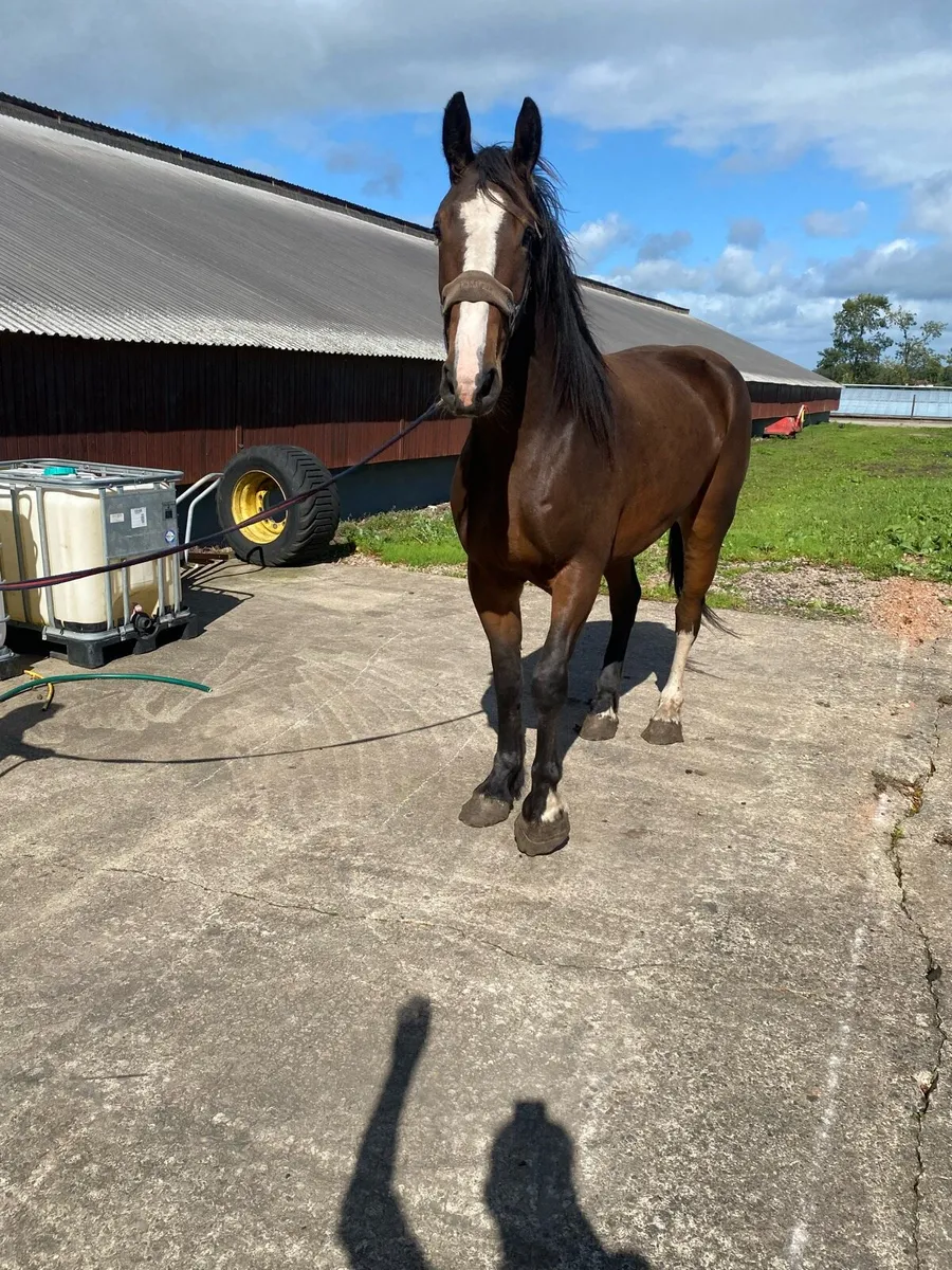 Potential Huntsmaster horse - Image 1