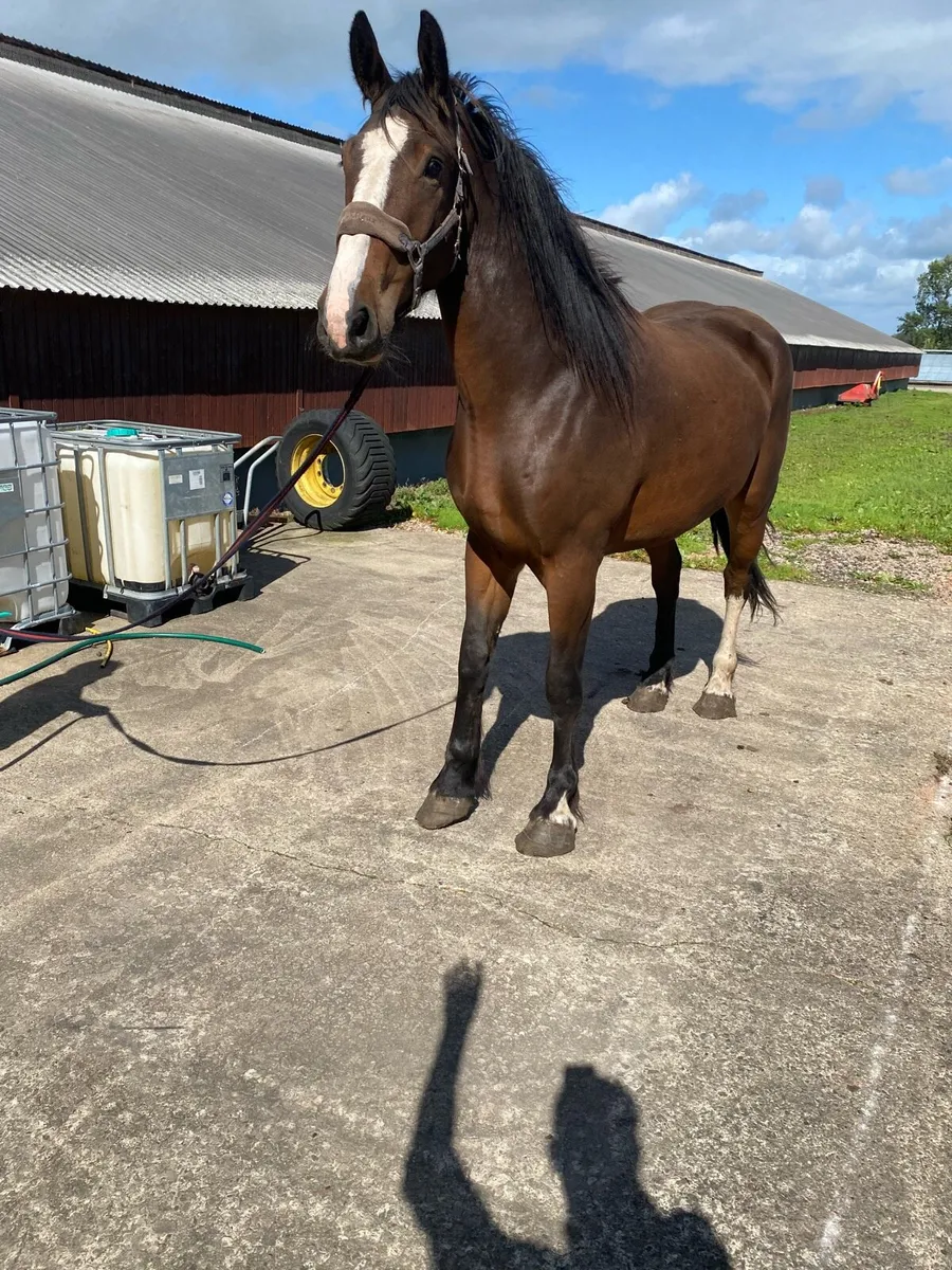 Potential Huntsmaster horse - Image 2